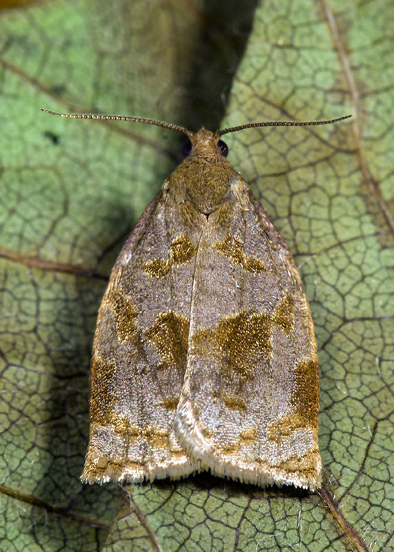 Tortricidae - Archips rosana
